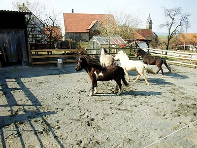 Gruppenhaltung