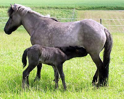 Mylla mit Fohlen