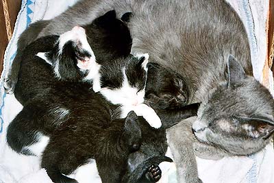 Schnuffi mit Katzenbabys