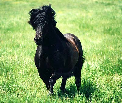 Sleipnir
