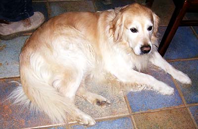 Diddi